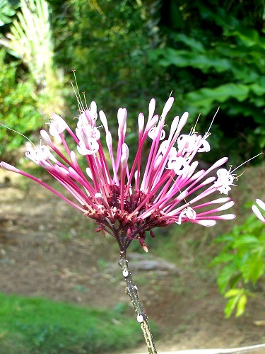 Fleur tropicale republique dominicaine 1