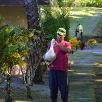 Maximo et la nature
