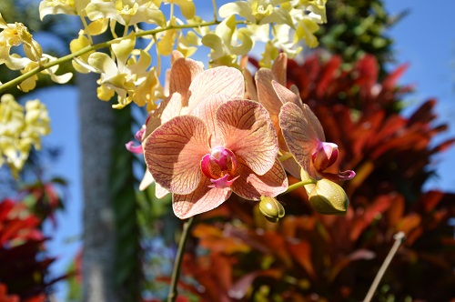 Orchidee rare 1